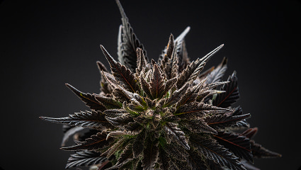 Marijuana Plant